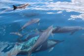 dauphins à long bec