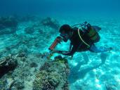 Pose de sondes de mesure de la température et de la salinité des eaux sur le récif corallien.