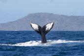 exemple d’une bonne photo-identification de baleine à bosse