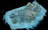 Récif corallien en 3D