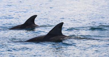 exemple de photo-identification de grand dauphin de l’Indo pacifique