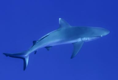 requin gris de récif