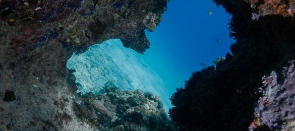 Récif corallien de la Zélée