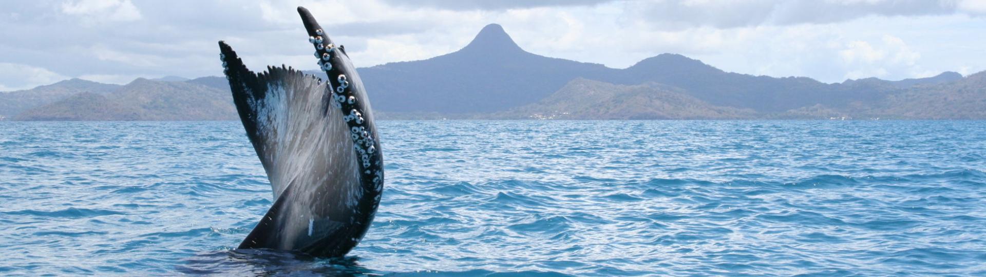 caudale d'une baleine à bosse